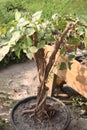 Bonsai tree plant on farm Royalty Free Stock Photo