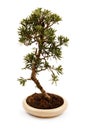 Bonsai tree in a pot Royalty Free Stock Photo