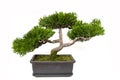 Bonsai tree in a pot Royalty Free Stock Photo