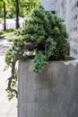 Bonsai tree in a pot on the background of the wall Royalty Free Stock Photo