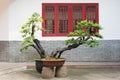 Bonsai tree in a pot with a brick wall and red window in the bac Royalty Free Stock Photo
