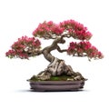 Bonsai tree on pot has slight red flowers, isolated white background Royalty Free Stock Photo