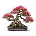 Bonsai tree on pot has slight red flowers, isolated white background Royalty Free Stock Photo