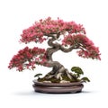 Bonsai tree on pot has slight red flowers, isolated white background Royalty Free Stock Photo