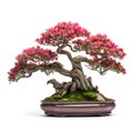 Bonsai tree on pot has slight red flowers, isolated white background