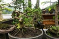 Bonsai tree in a pot made from clay sell at plant seller photo taken in Jakarta Indonesia