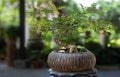 Bonsai tree pot plant with green backyard garden background Royalty Free Stock Photo