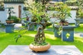 Bonsai tree in a pot on a stone table