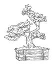 Bonsai tree in pot. Vintage vector black engraving illustration Royalty Free Stock Photo