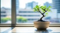 Bonsai tree in a pot on a window sill in the interior of the room Royalty Free Stock Photo