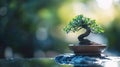 Bonsai Tree in Pot, Zen Garden, Tranquility Royalty Free Stock Photo