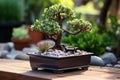 a bonsai tree in a rectangular pot Royalty Free Stock Photo