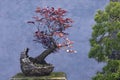 Bonsai tree red Plum Royalty Free Stock Photo