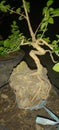 a bonsai tree that is reduced in a shallow pot with the aim of making a miniature of the original form of a large tree Royalty Free Stock Photo