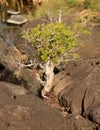 Bonsai tree in rock