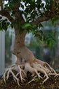 Bonsai tree root, exposed surface roots and the underground root structure