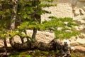 Bonsai tree showing intricate roots growing outdoors Royalty Free Stock Photo