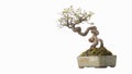 Bonsai tree Small tree in a flower pot White