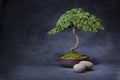Bonsai Tree And Stones Background Royalty Free Stock Photo