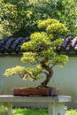 Bonsai tree in sun light in China Royalty Free Stock Photo