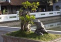 A bonsai tree in a temple of Hanoi Royalty Free Stock Photo