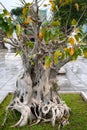 Bonsai tree in Temple Linh Ung Pagoda