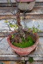 Bonsai tree in Temple Linh Ung Pagoda