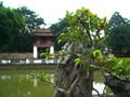 Bonsai tree Royalty Free Stock Photo