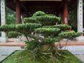 Bonsai tree Royalty Free Stock Photo