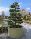 Bonsai tree from a temple in Vietnam Royalty Free Stock Photo