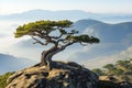 a bonsai tree on top of a mountain with fog in the background Royalty Free Stock Photo