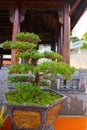 Bonsai traditional japanese art. Pine tree in pot Royalty Free Stock Photo