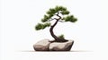 Bonsai tree with a unique shape positioned on a rock white isolated background Royalty Free Stock Photo