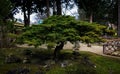 Bonsai tree in the Vienna park during cloudy day.