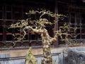 Bonsai tree in Vietnamese temple