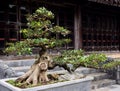 Bonsai tree in Vietnamese temple