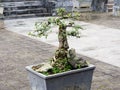 Bonsai tree in Vietnamese temple