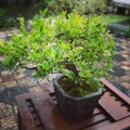 Bonsai Tree