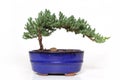 Juniper Bonsai Tree on White Background