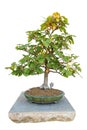 Bonsai tree Royalty Free Stock Photo