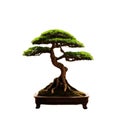 A bonsai tree on a white background