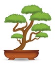 Bonsai tree on a white background vector