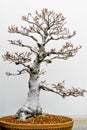 Bonsai Tree White Beech Trunk