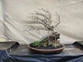 Bonsai Tree Wind