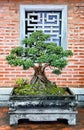 bonsai tree in Hue, Vietnam Royalty Free Stock Photo
