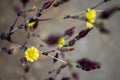 Bonsai Tree With Yellow Chrysanthemum Flowers