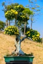 Bonsai tree with yellow chrysanthemum flowers vertical composition Royalty Free Stock Photo