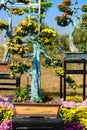 Bonsai tree with yellow chrysanthemum flowers vertical composition Royalty Free Stock Photo