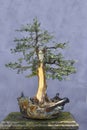 Bonsai tree Yew (Taxus baccata)