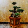 Bonsai tree in Zhu`s family garden Royalty Free Stock Photo